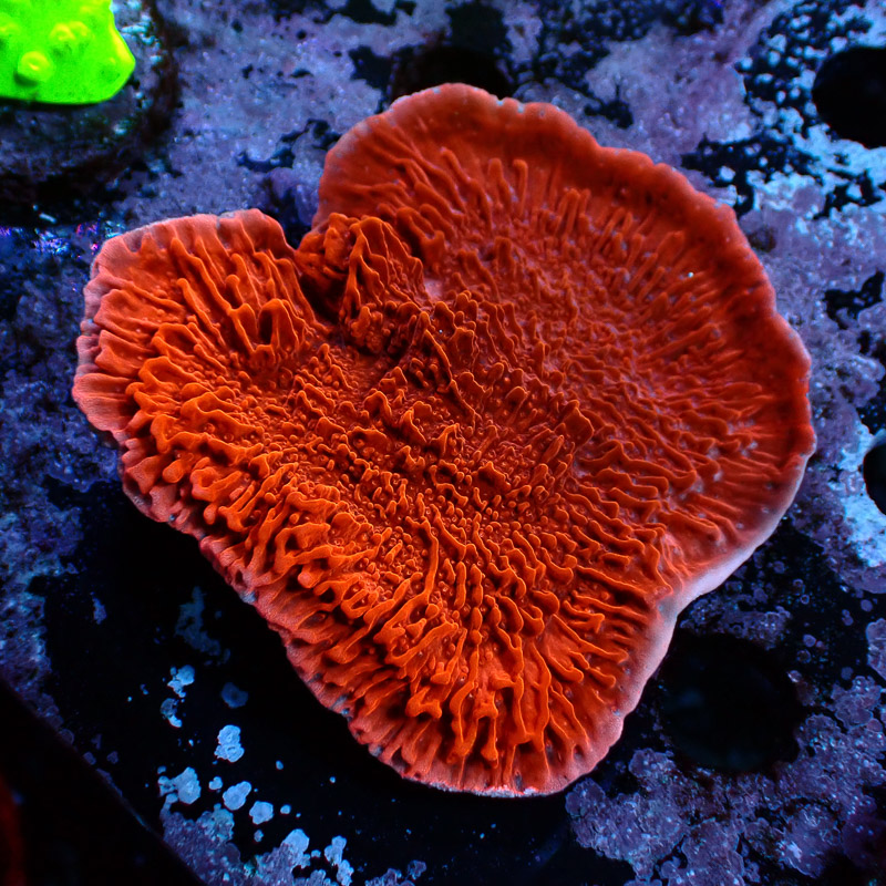 Montipora Rot Frag 06