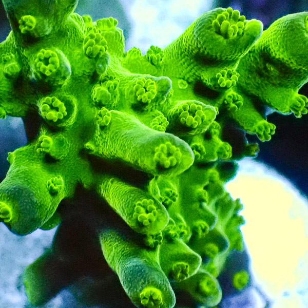 Acropora Ultra Grün