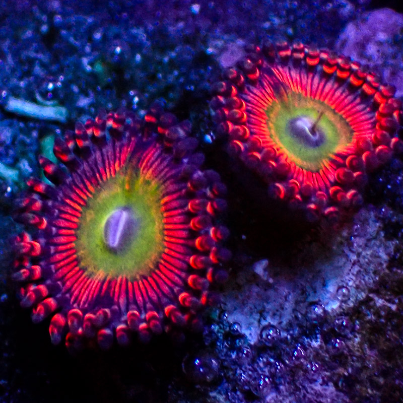 Zoanthus SBB Hephaestus