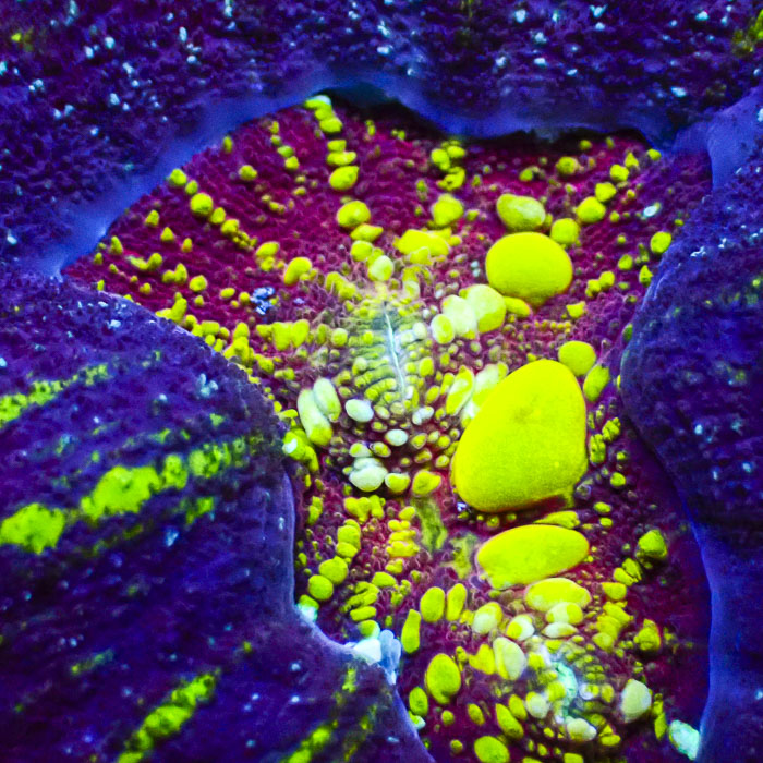 Lobophyllia MC Royal Spectrum Bounce