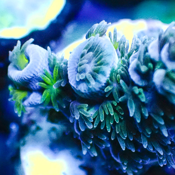 Acropora Tenuis Blau/Grün