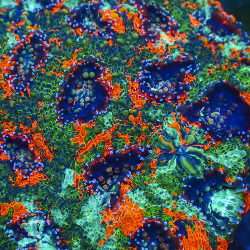 Acanthastrea Echinata