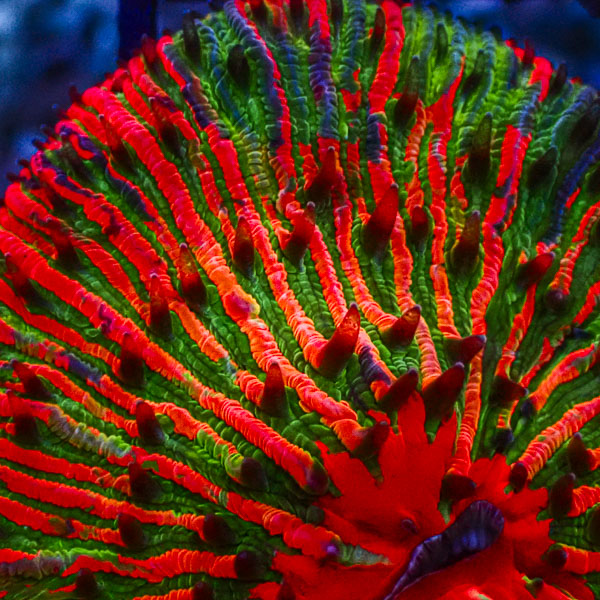 Fungia MC Neon Ragnarok