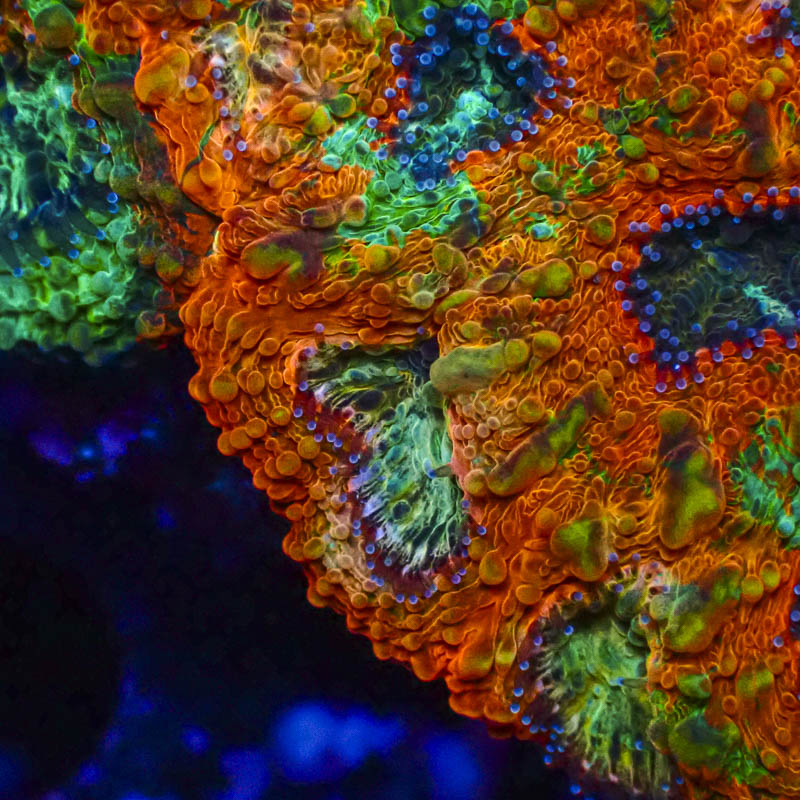 Acanthastrea Echinata