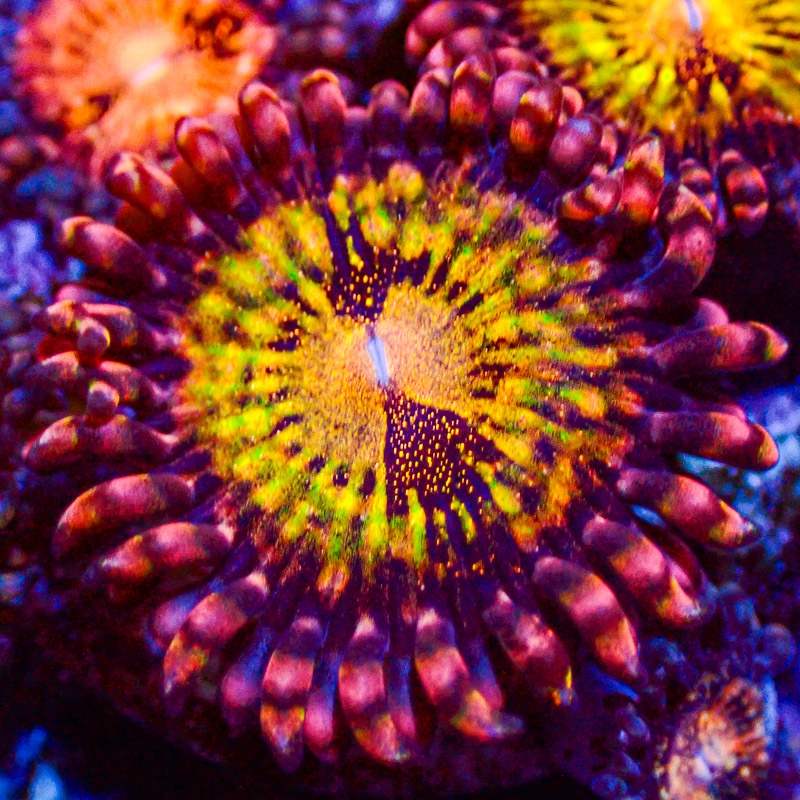 Zoanthus Reverse Space Monster