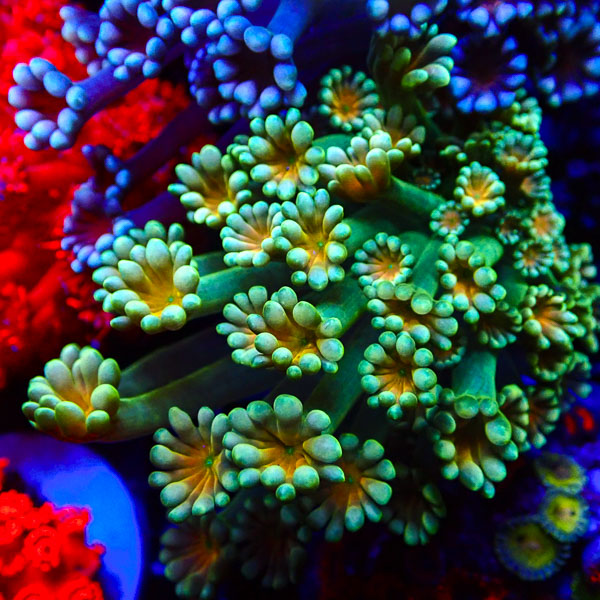 Alveopora MC Honey Halo NZ CTO