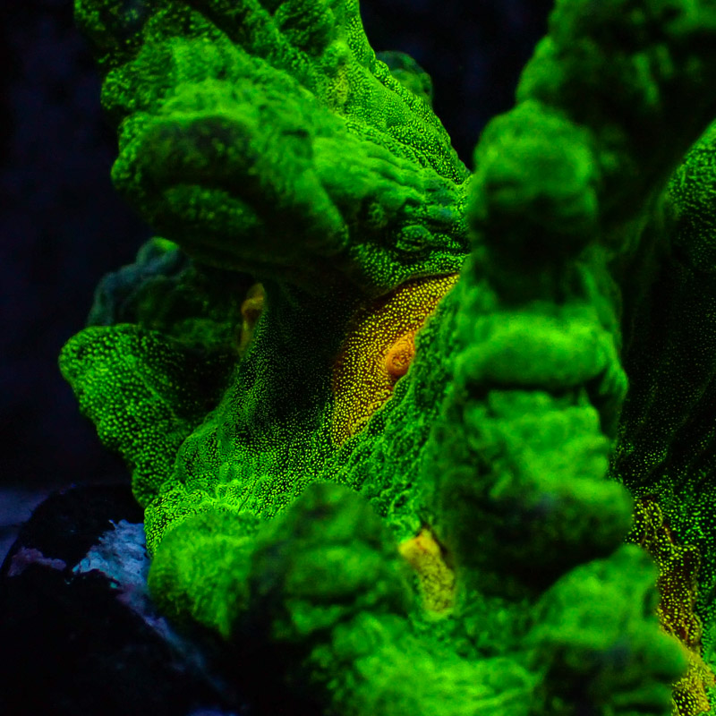 Pectinia Space Invader Frag 01