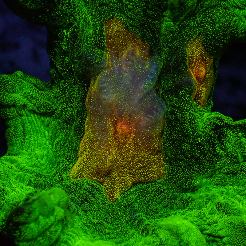 Pectinia Space Invader Frag 02