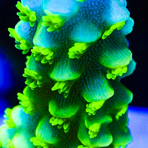Acropora MC Frosted Lime Tower