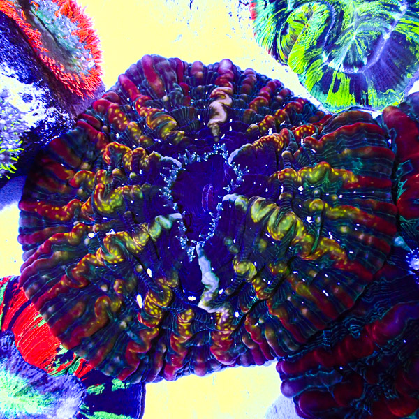 Cynarina MC Chromaforge
