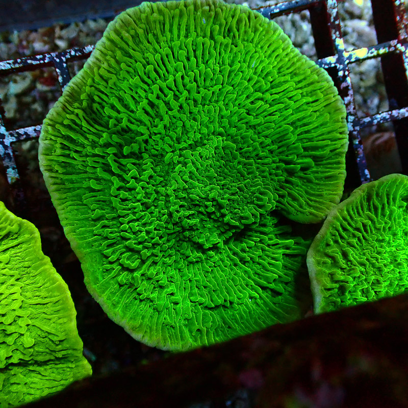 Montipora Grün Frag 19