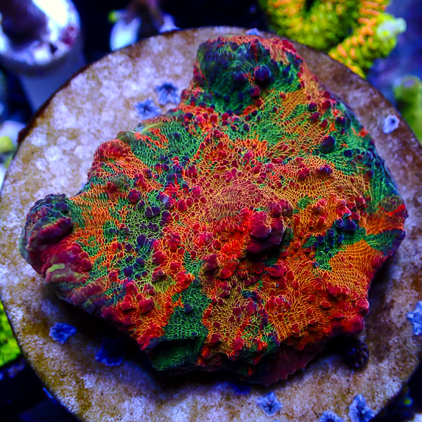 Chalice MC Doomsday Kaleidoscope