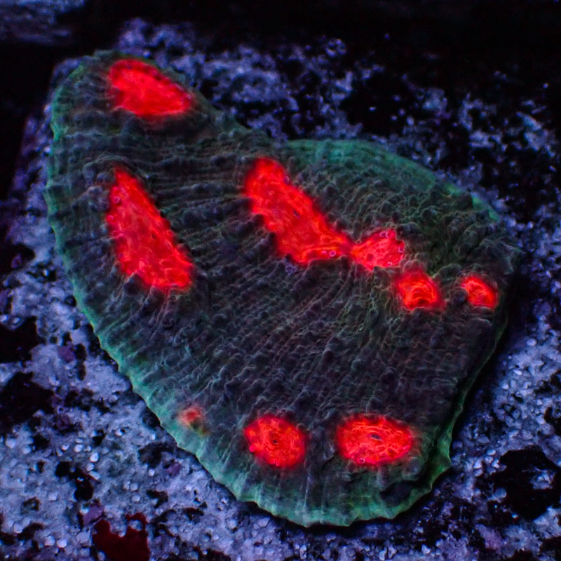 Chalice MC Green Wing Frag 02