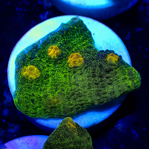 Chalice John Deere Frag 03