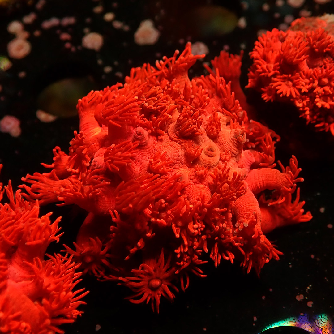 Goniopora Metallic Red Frag 03