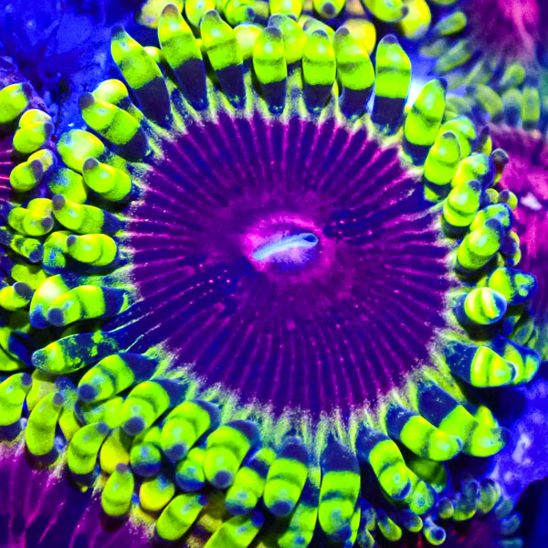 Zoanthus MC Pink Diamond