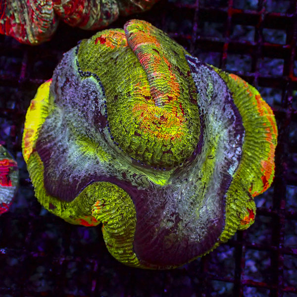 Trachyphyllia MC Paintstorm
