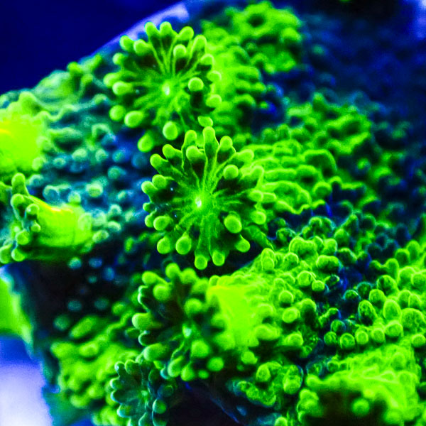 Turbinaria MC Sapphire Eclipse Frag 05