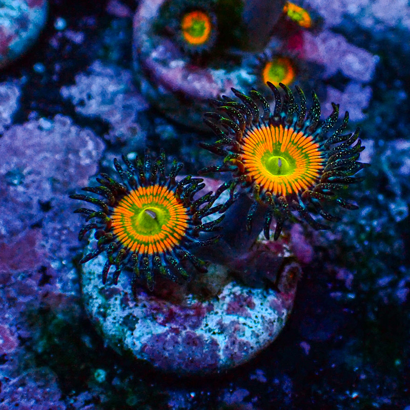 Zoanthus MC Ultra Sunny D.