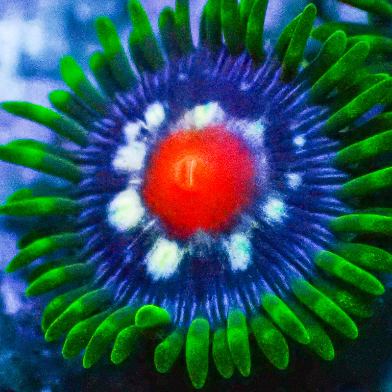 Zoanthus MC Ultra Stargazer