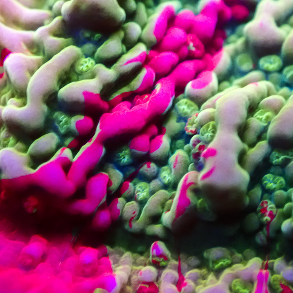 Montipora MC Nuclear Grafted NZ