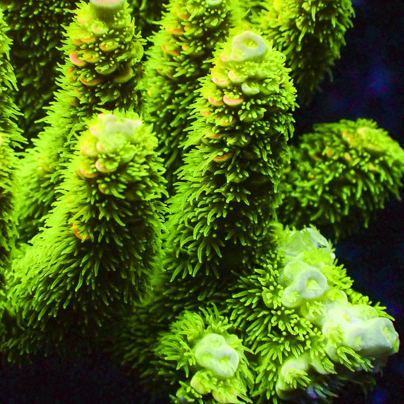 Acropora Walt Disney Ultra Grün-Orange