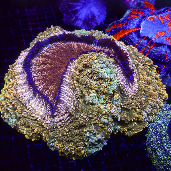 Acanthophyllia MC Dragon Bronze