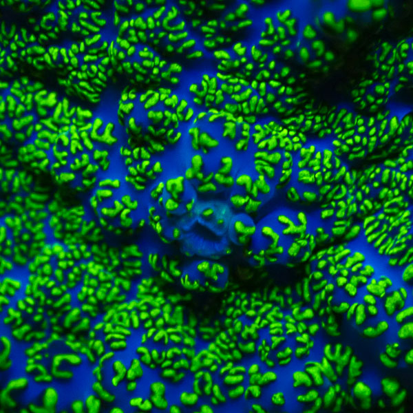 Rhodactis MC Venom Iceburst