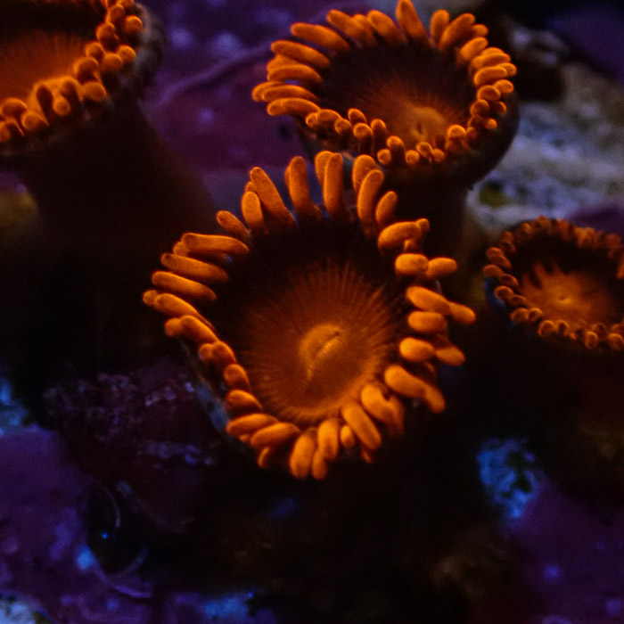 Zoanthus sp. Bam Bam Frag 03