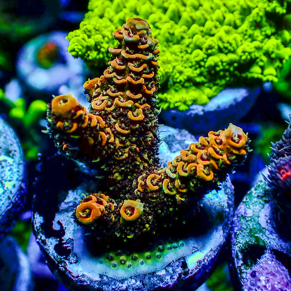 Acropora Spathulata Grün/Orange