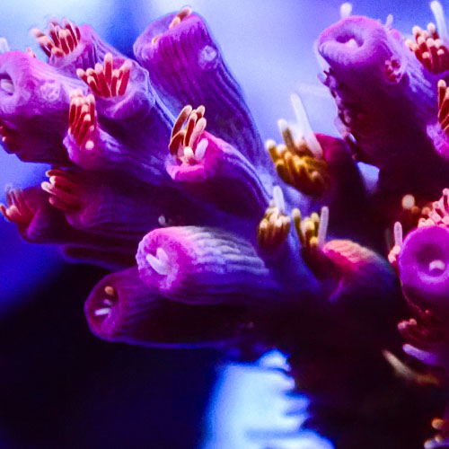 Acropora MC Amaranth