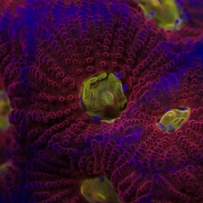 Favia MC Rainbow Skittles Frag 02