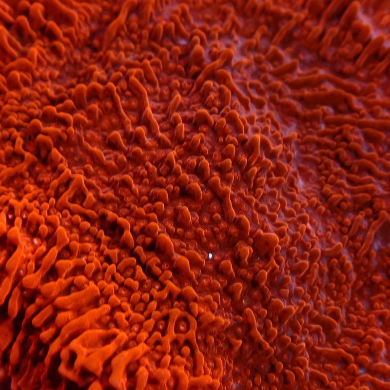 Montipora Rot Frag 11