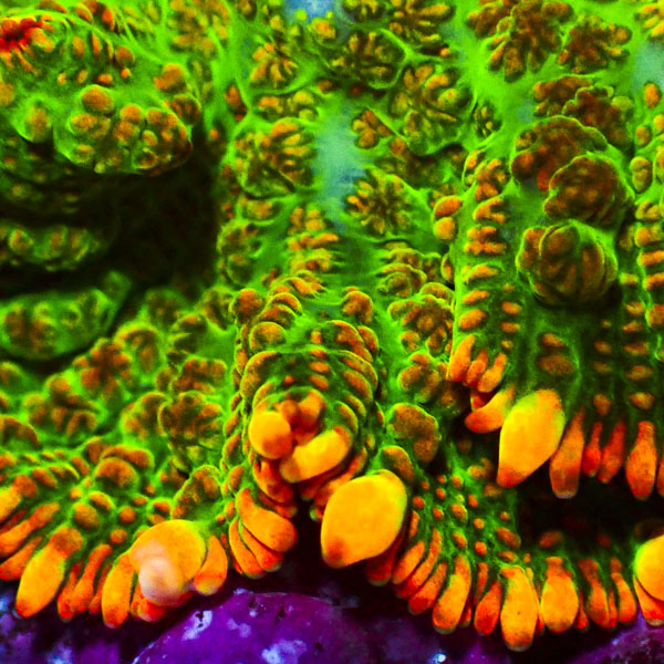 Rhodactis MC Solar Venom