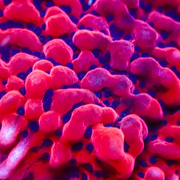 Montipora MC Mean Streak