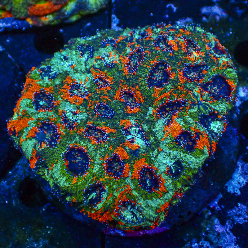 Acanthastrea Echinata
