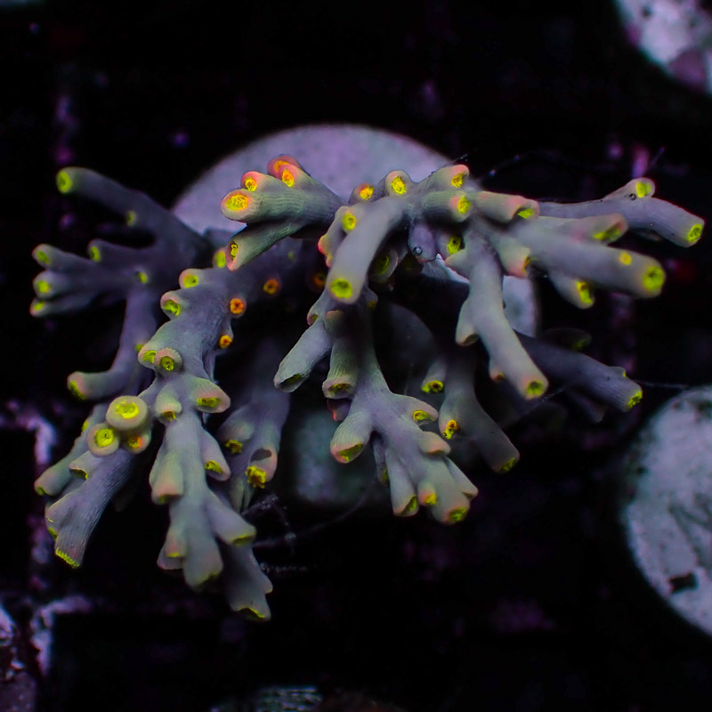 Speciosa Flaming Sunrise Frag 01