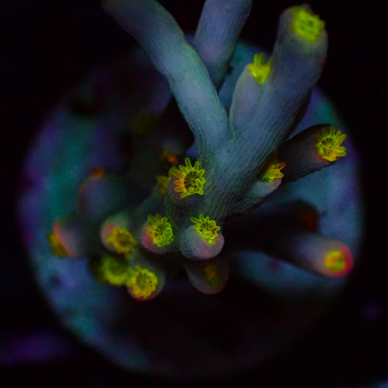 Speciosa Flaming Sunrise Frag 05