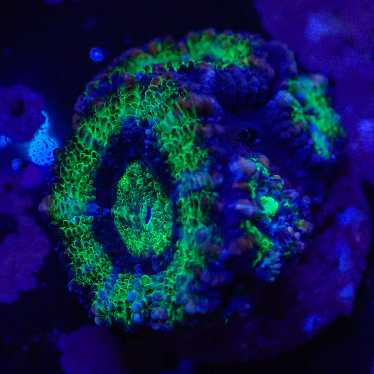 Acanthastrea lordhowensis DNZ Frag 04