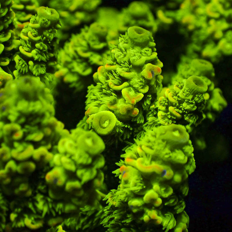 Acropora Walt Disney Grün Gelb – Ikonische SPS mit Neon-Tips