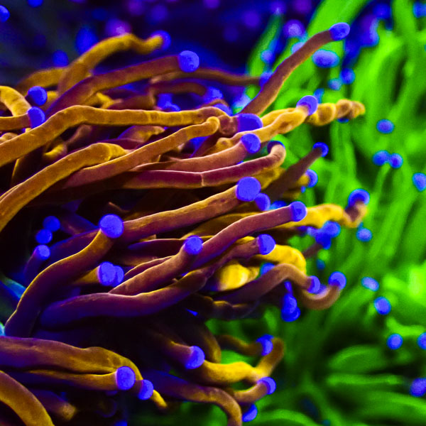 Euphyllia Blue Tipped Gold Torch NZ