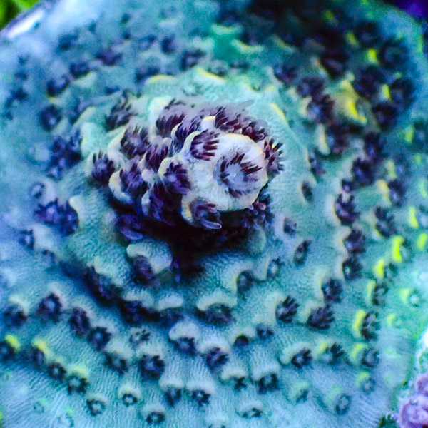 Acropora Türkis/Grün/Rosa