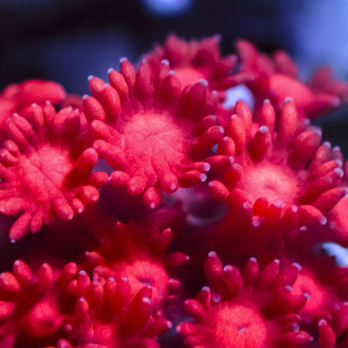 Goniopora Scarlet Lotus Ice