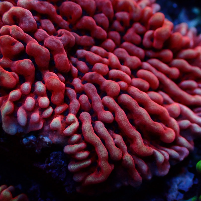 Montipora Mean Streak Frag 29
