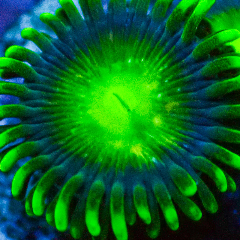 Zoanthus MC Radio Active