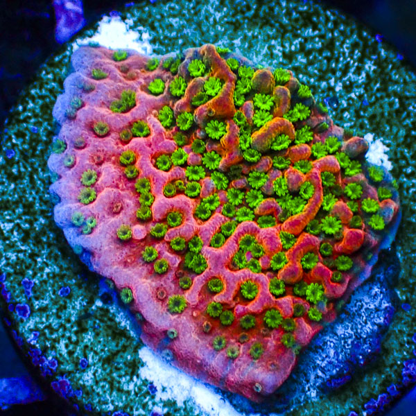 Montipora WWC Sunset Imposter