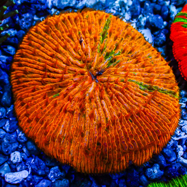 Fungia MC Golden Sunrise