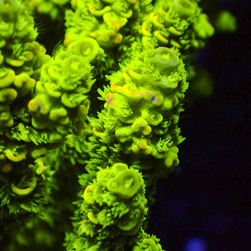 Acropora Walt Disney Grün Gelb – Ikonische SPS mit Neon-Tips