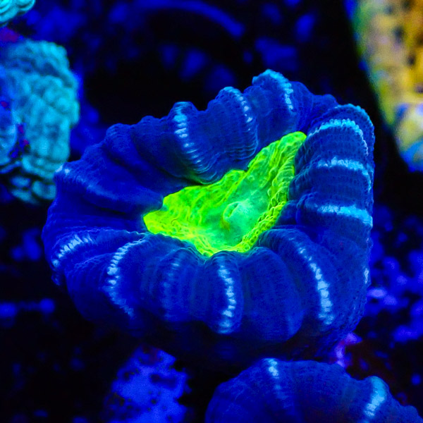 Caulastrea Bicolo Striped NZ
