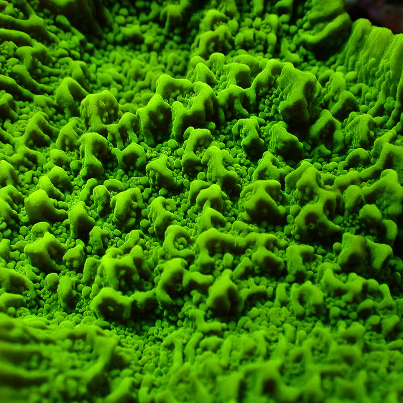 Montipora Grün Frag 13